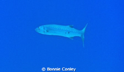 Barracuda seen in Grand Bahamas.  Photo taken May 2009 wi... by Bonnie Conley 